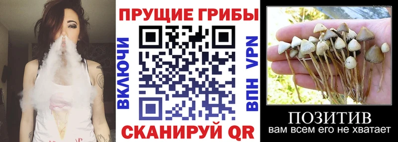 купить сайты Сысерть darknet как зайти Псилоцибиновые грибы Psilocybe MEGA рабочий сайт